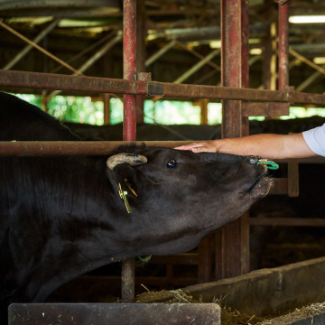 神戸牛へのこだわり