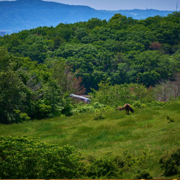 神戸牛へのこだわり